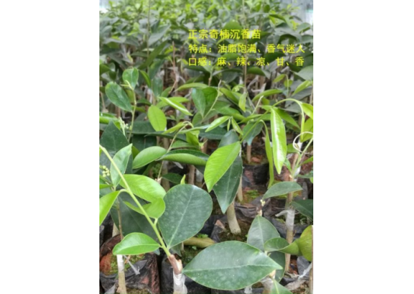 奇楠沉香树苗怎么种植？