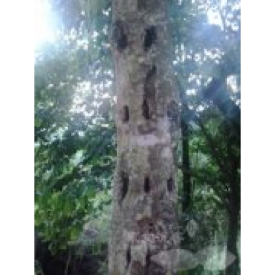 沉香树的凿洞开香法