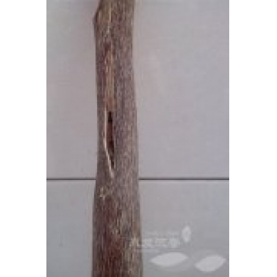 5年生沉香树挂菌结香样品