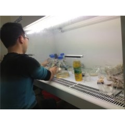 永发沉香合作社对结香菌种的对比
