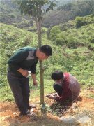 永春沉香基地沉香树挂菌开香