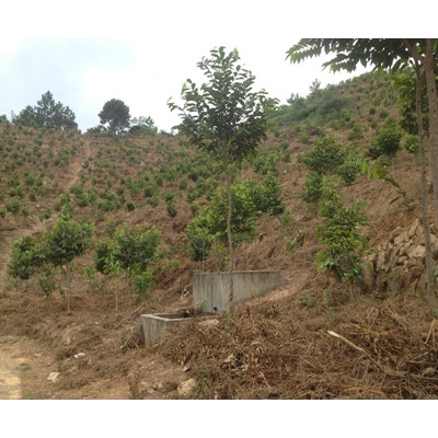 <font color='#0000FF'>3公分胸径的沉香树地苗</font>