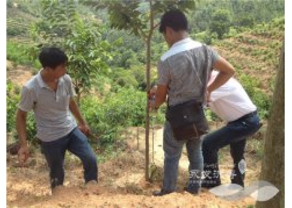 台湾结香技术——2公分树进行植