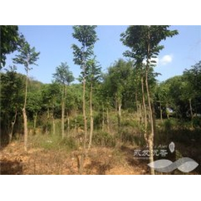 形状奇形怪状的沉香树