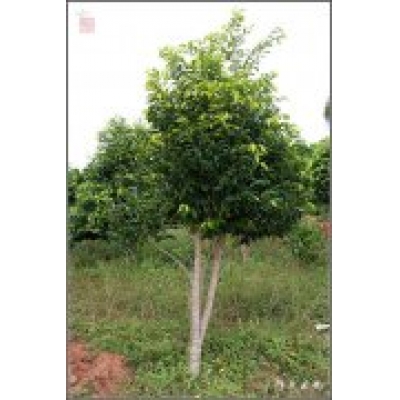 云南西双版纳沉香树摄影图