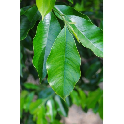 沉香树叶子高清图