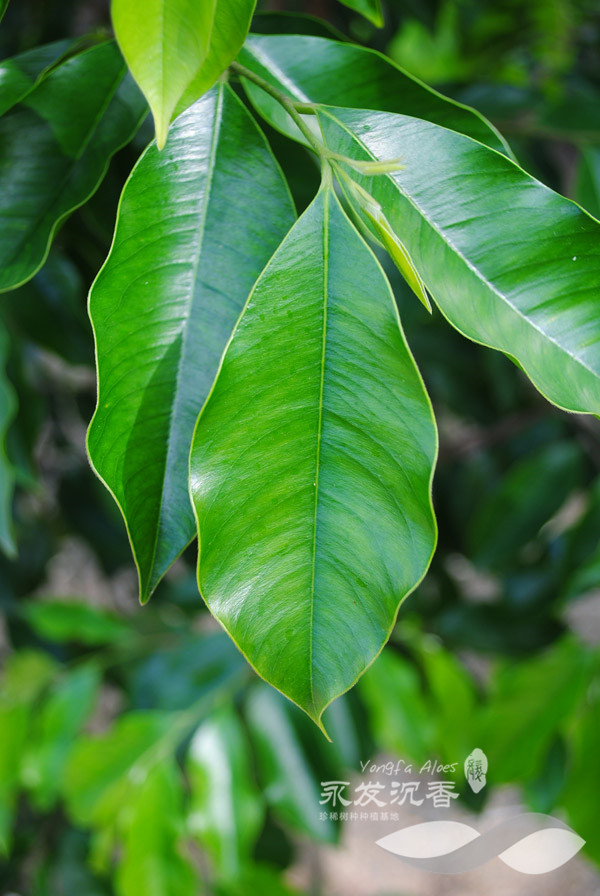 沉香树叶子