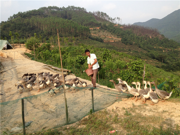 永发沉香基地场部林下养殖系列