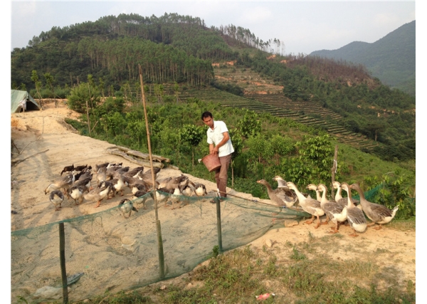 永发沉香基地场部林下养殖系列