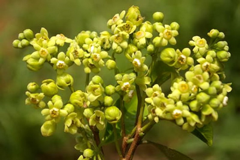 沉香树的花朵