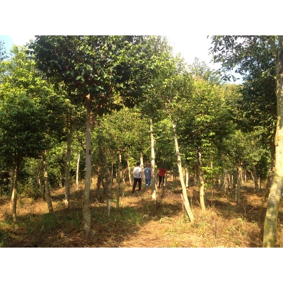 米径15公分左右的沉香树