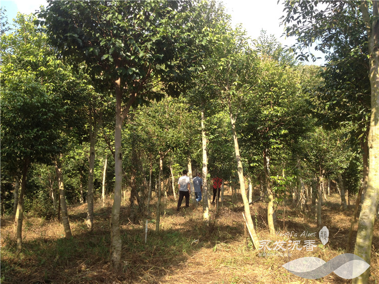 人工种植沉香树林