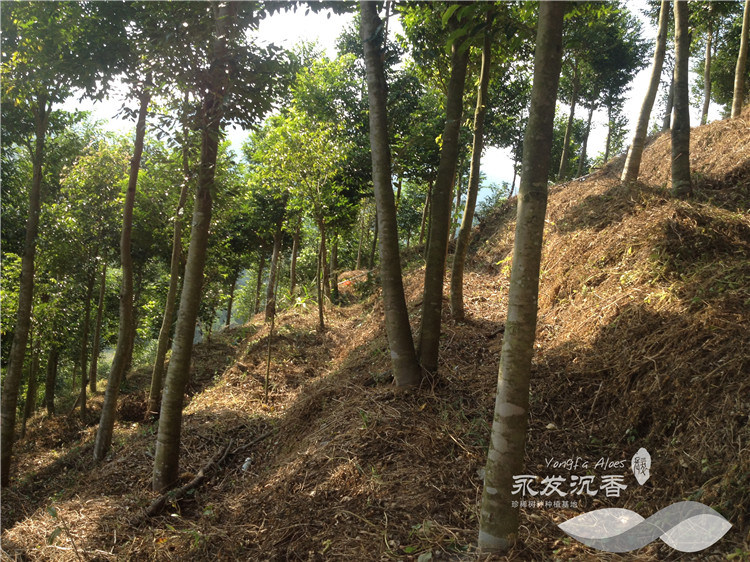 沉香树种植林