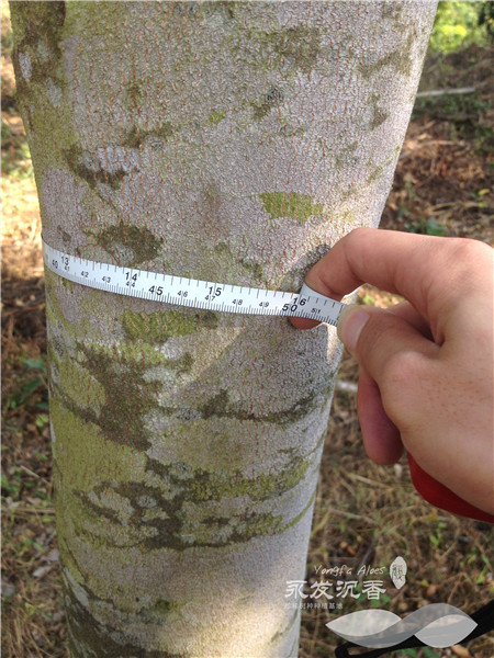 沉香树的胸径规格