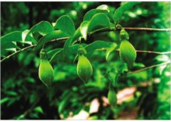 春天是沉香树的最好种植季节