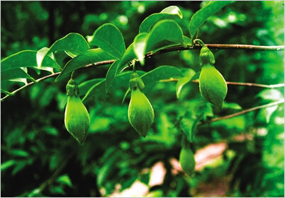 野生白木香沉香树主要分布于的海南岛