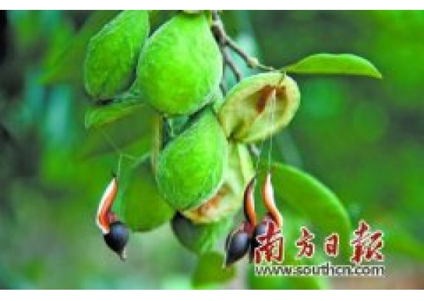 沉香树的高效栽培，带旺沉香产业