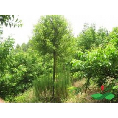 名贵树檀香的种植环境条件和生物