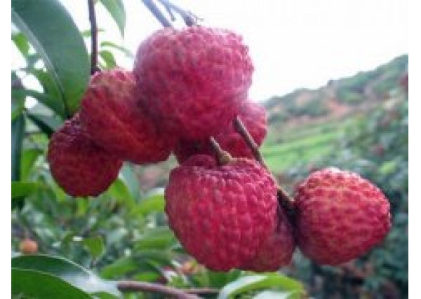 味美清甜岭南佳果——糯米糍荔枝