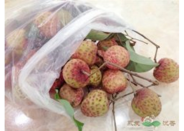 最新的优良品种“荔枝王”——观