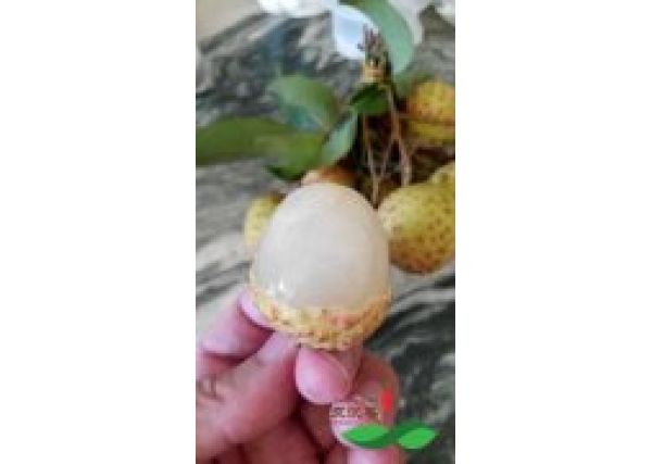一斤观音绿荔枝的价格堪比糯米糍