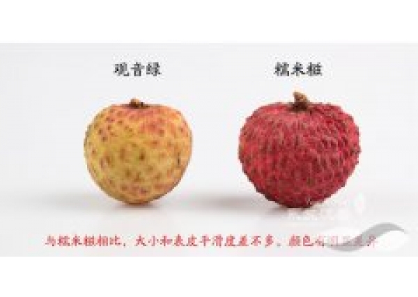 观音绿荔枝和糯米糍荔枝的差别