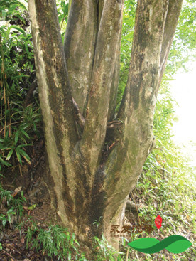 湖北野生沉香树