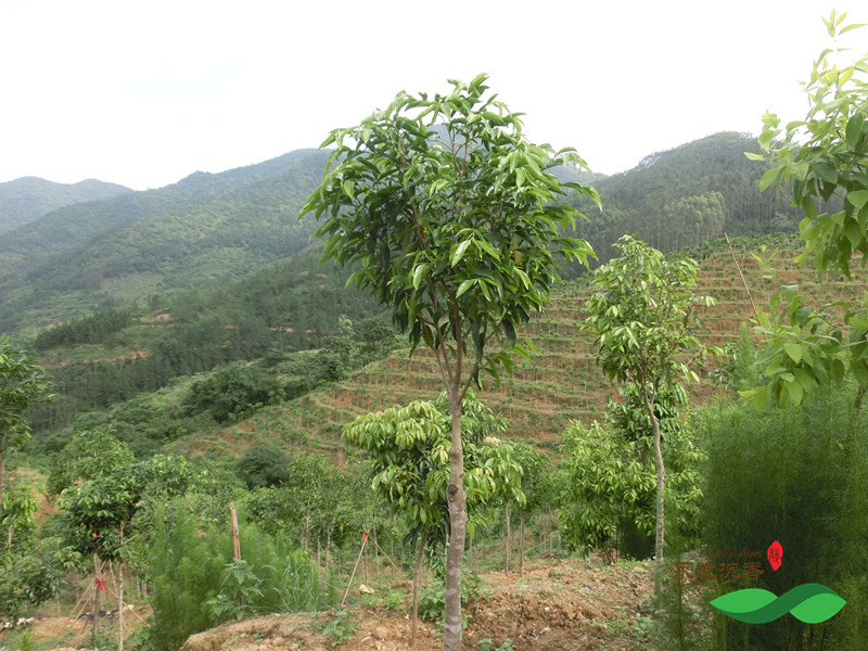 沉香树风水树