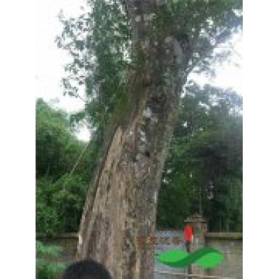 价值50万元上百年多的老沉香树