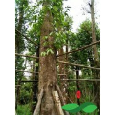 国外30公分以上的野生沉香树资源