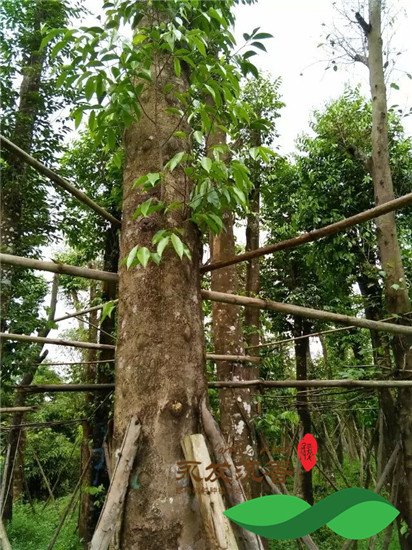 野生沉香树外观