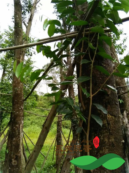 野生沉香树枝干