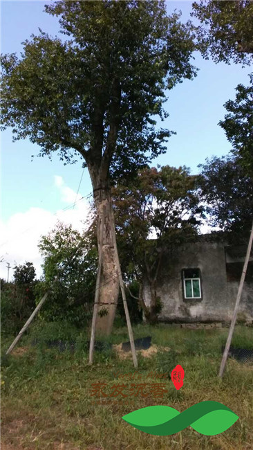 米径62公分沉香树
