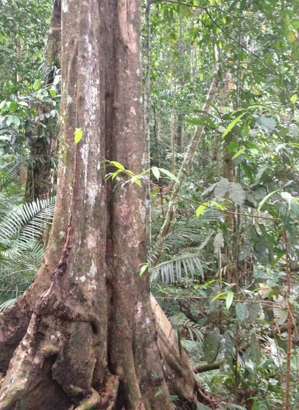 热带雨林野生沉香树