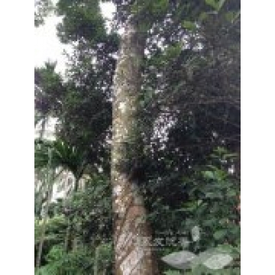 东南亚加里曼丹岛的野生沉香树