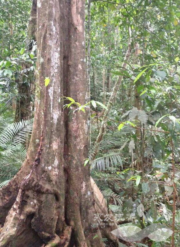 加里曼丹岛野生沉香树资源