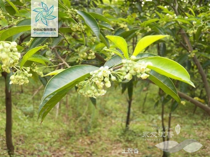 沉香树种的花朵