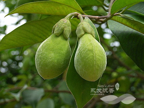 沉香种子挂果
