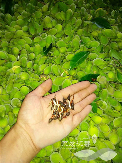沉香种子成熟