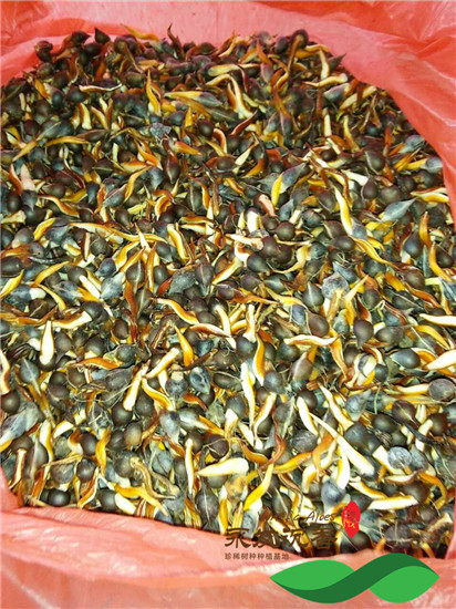 沉香种子成品