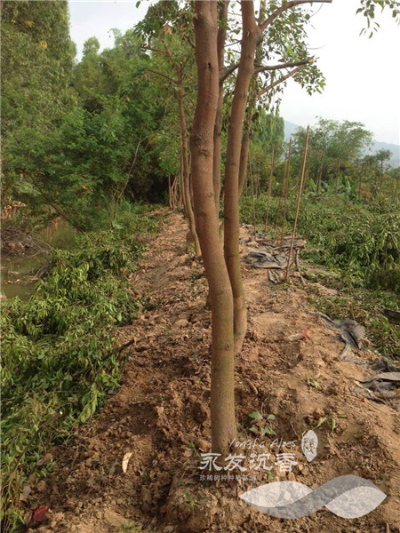 台湾牛樟树