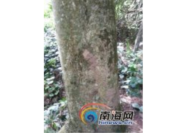 海南琼海市民自己种植的60年沉香