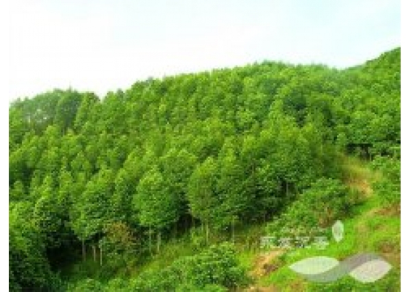 <font color='#0033CC'>惠州沉香树苗哪里有，惠东地区的</font>