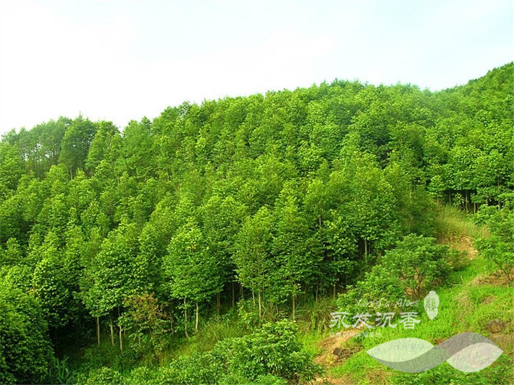 惠州沉香林