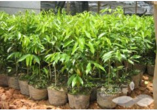 <font color='#000099'>沉香树苗种植方法</font>