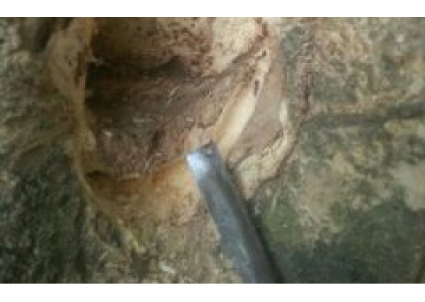 在沉香树里面采出沉香木过程