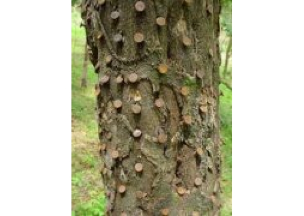 让沉香树结香的传统老办法