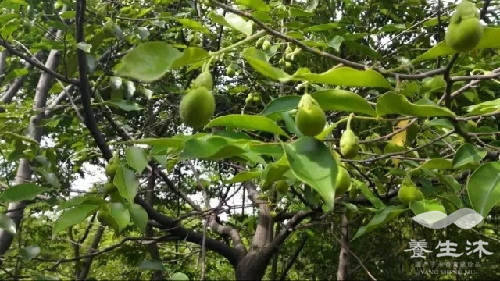 沉香树叶