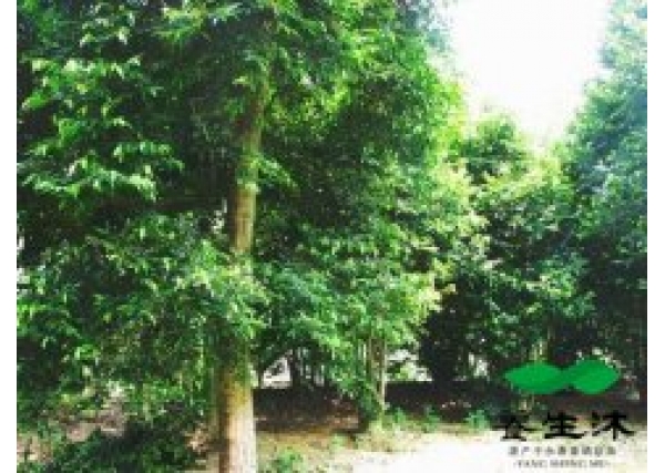 东莞沉香树“莞香”的前世历程与