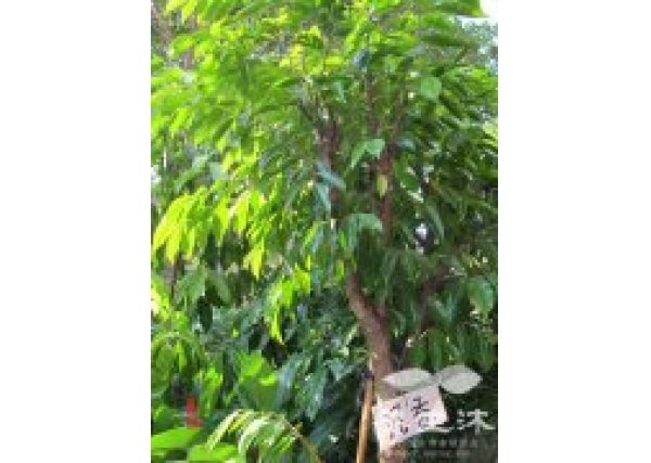 沉香树品种分类